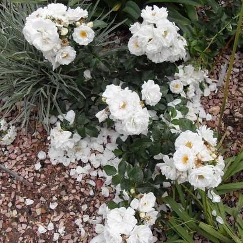 Fehér - Rózsa - White Diamond® - Online rózsa rendelés